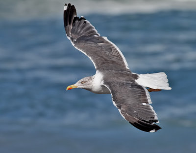 Medelhavstrut-  Yellow-legged Gull  (Larus michahellis atlantis) 