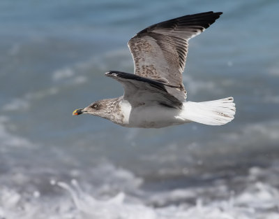 Medelhavstrut  Yellow-legged Gull  Larus michahellis atlantis 