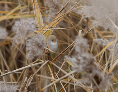 Skggmes  Panurus biarmicus  Bearded Reedling