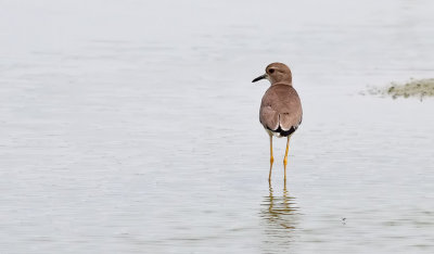 Sumpvipa White-tailed Plover Vanellus leucurus
