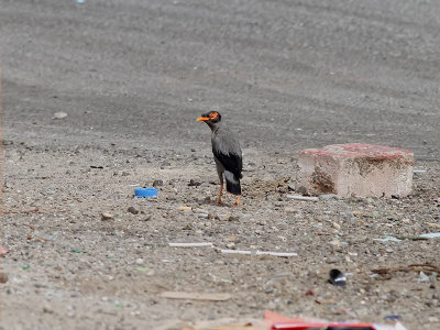 Brinkmajna  Bank Myna  Acridotheres ginginianus