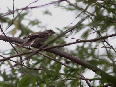 Balkanflugsnappare <br> Semicollared Flycatcher <br> Ficedula semitorquata