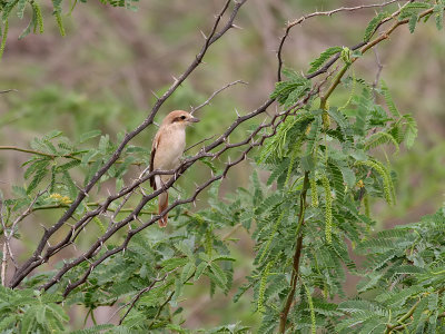 Turkestan/Isabellatrnskata  Turkestan/Isabelline Shrike  Lanius phoenicuroides/isabellinus?