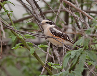 Masktörnskata Masked Shrike Lanius nubicus