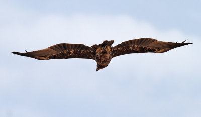 Strre skrikrn  Greater Spotted  Eagle Aquila clanga