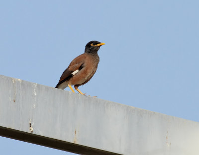 Brun majna Common Myna Acridotheres tristis