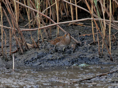 Småfläckig sumphöna Spotted Crake Porzana porzana