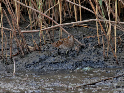 Smflckig sumphna  Spotted Crake  Porzana porzana