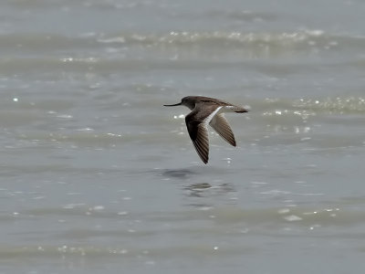 Tereksnppa  Terek Sandpiper  Xenus cinereus