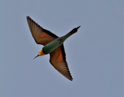 Bitare  European Bee-eater  Merops apiaster