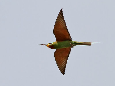 Grn bitare  Blue-cheeked Bee-eater (Green dream) Merops persicus