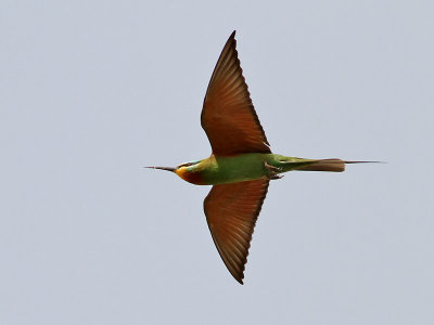 Grön biätare Blue-cheeked Bee-eater (Green dream) Merops persicus