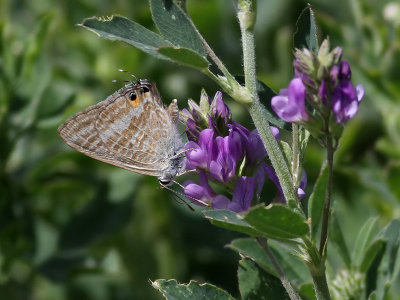 Lngsvansad blvinge  Long-tailed Blue  Lampides boeticus