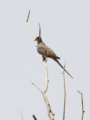 Lngstjrtsduva  Namaqua Dove Oena capensis