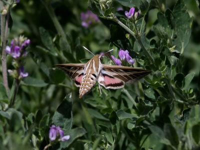 Vitribbad skymningssvrmare <br> Striped Hawk-moth <br> Hyles livornica