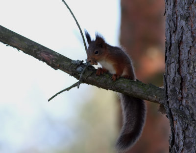 Rd ekorre  Eurasian Red Squirrel  Sciurus vulgaris