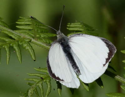 Klfjril  Large white  Pieris brassicae
