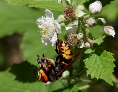 Blgeting  European hornet  Vespa crabro