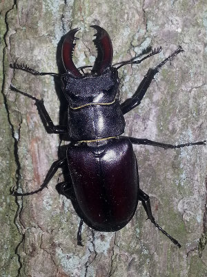 Ekoxe - Lucanus cervus