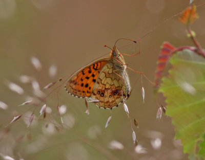 lggrsprlemorfjril  Lesser Marbled FritillaryBrenthis ino