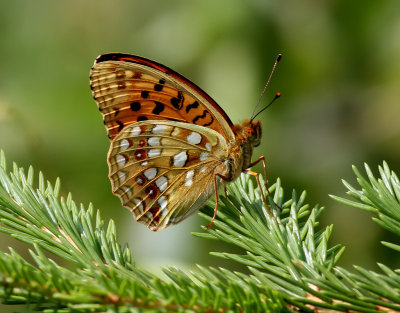 Skogsprlemorfjril - High Brown Fritillary - Argynnis adippe