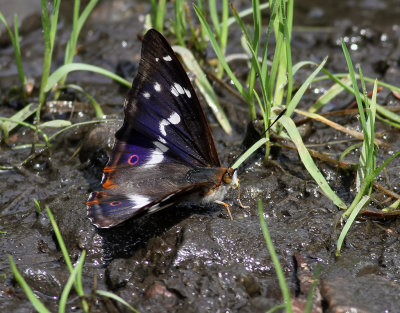 Slgskimmerfjril  Purple Emperor Apatura Iris