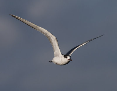 Fisktrna  Common Tern Sterna hirundo