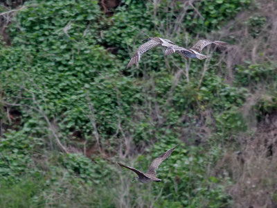 Amerikansk småspov Hudsonian Whimbrel Numenius phaeopus hudsonicus