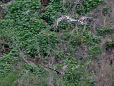 Amerikansk smspov  Hudsonian Whimbrel   Numenius phaeopus hudsonicus