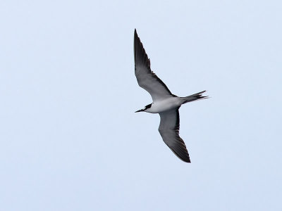 Sottrna - Sooty Tern  (Onychoprion fuscatus)