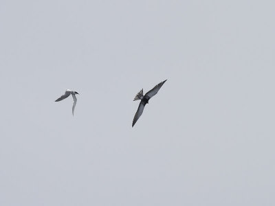 Sottrna  Sooty Tern  Onychoprion fuscatus