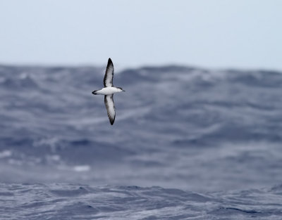 Dvrglira  Little shearater  Puffinus baroli