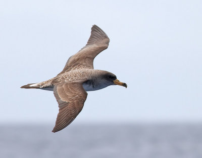 Gulnbbad lira  Cory's Shearwater Calonectris diomedea 