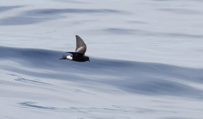 Havslpare  Wilson's storm petrel  Oceanites oceanicus