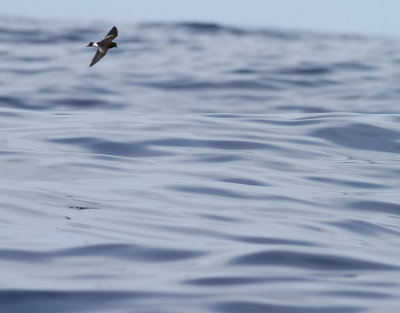 Havslpare  Wilson's storm petrel  Oceanites oceanicus