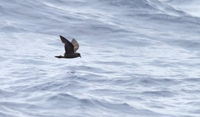 Monteiro's Storm-petrel  Oceanodroma monteiroi