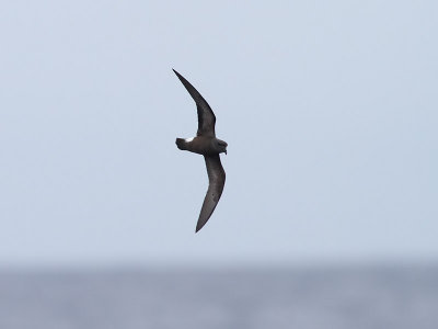 Maderian (Grant's) Storm-petrel  Oceanodroma castro