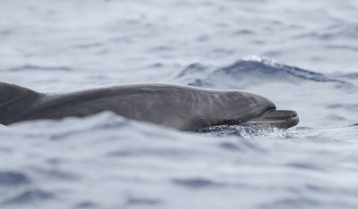 resvin  Bottlenosed Dolphin  Tursiops truncatus