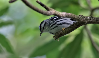 Svartvit skogssngare   Black-and-white Warbler  Mniotilta varia