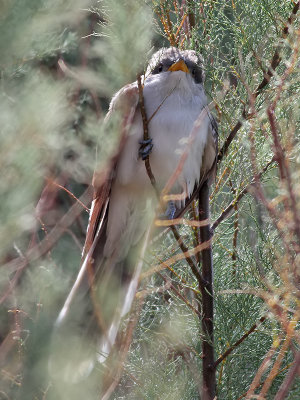 Gulnbbad regngk  Yellow-billed Cuckoo  Coccyzus americanus