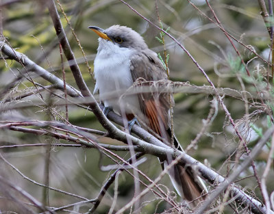 Gulnbbad regngk   Yellow-billed Cuckoo   Coccyzus americanus