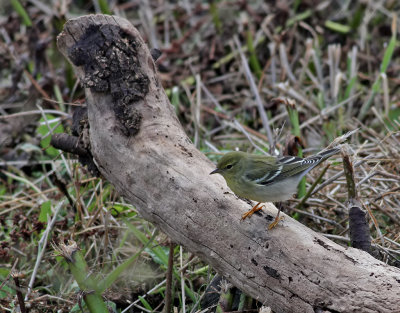 Vitkindad skogssngare  Blackpoll Warbler  Dendroica striata