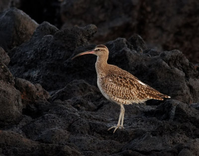 Smspov  Whimbrel  Numenius phaeopus