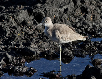 Bandvingad snppa  Western Willet  Catoptrophorus semipalmatus