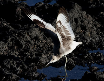Birdtrip to Azores Oct 2014