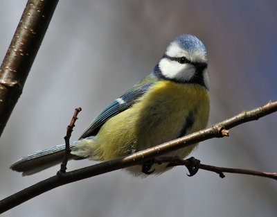 Blmes  Blue Tit Parus caeruleus