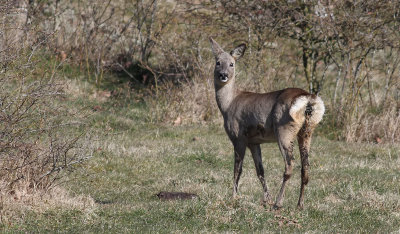Rådjur European Roe Deer Capreolus capreolus