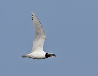 Svarthuvad ms  Mediterranean Gull Ichthyaetus melanocephalus