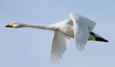 Sngsvan  Whooper Swan  Cygnus cygnus