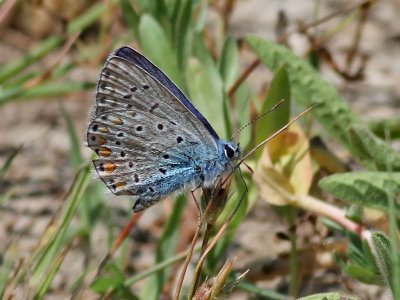 Puktrneblvinge <br>Common blue<br>Polyommatus icarus